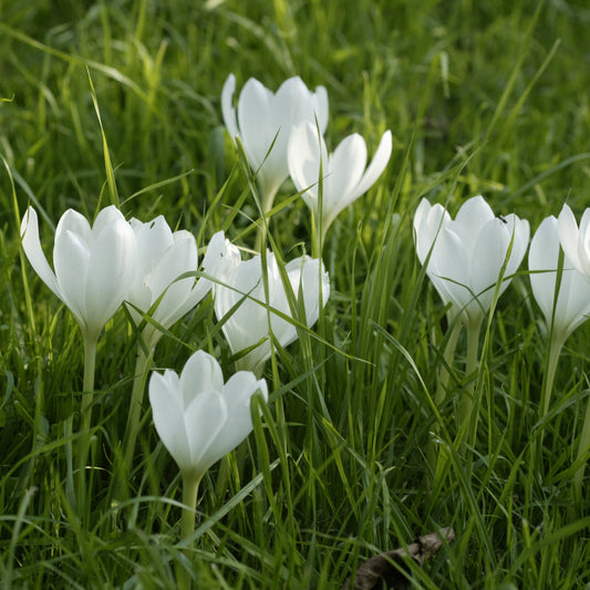 Colchicum Autumnale Album (Herfsttijloos).  Bloeit in de herfst en krijgt blad in de lente