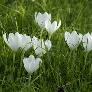 Colchicum Autumnale Album (Herfsttijloos).  Bloeit in de herfst en krijgt blad in de lente