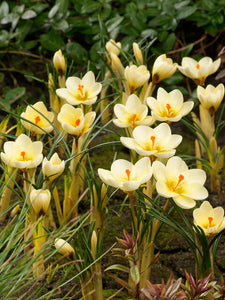 Krokus chrysanthus Cream Beauty  Zeer mooie ronde, roomkleurige bloemen met dieporanje meeldraden.  Bestel je Krokussen nu eenvoudig online   