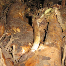 Load image into Gallery viewer, Crinum bollen, extra groot 
