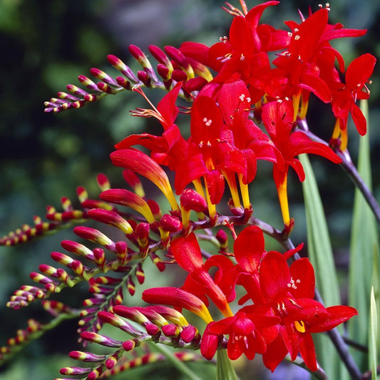 Crocosmia Lucifer.      Wanneer je zomerbloembollen kopen?   Bestel ze nu eenvoudig online en plant ze dit voorjaar voor een mooie kleurrijke tuin of terras in de zomer!