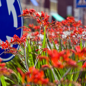 Prachtige rode grootbloemige Crocosmia (syn. Montbretia).  Bloeit in de zomer, ook geschikt als snijbloem. 
