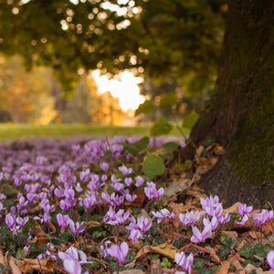 Cyclamen Hederifolium, een mooie herfstbloeiers voor onder de bomen 