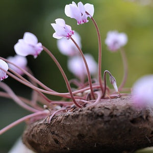 Bol van Cyclamen Hederifolium   