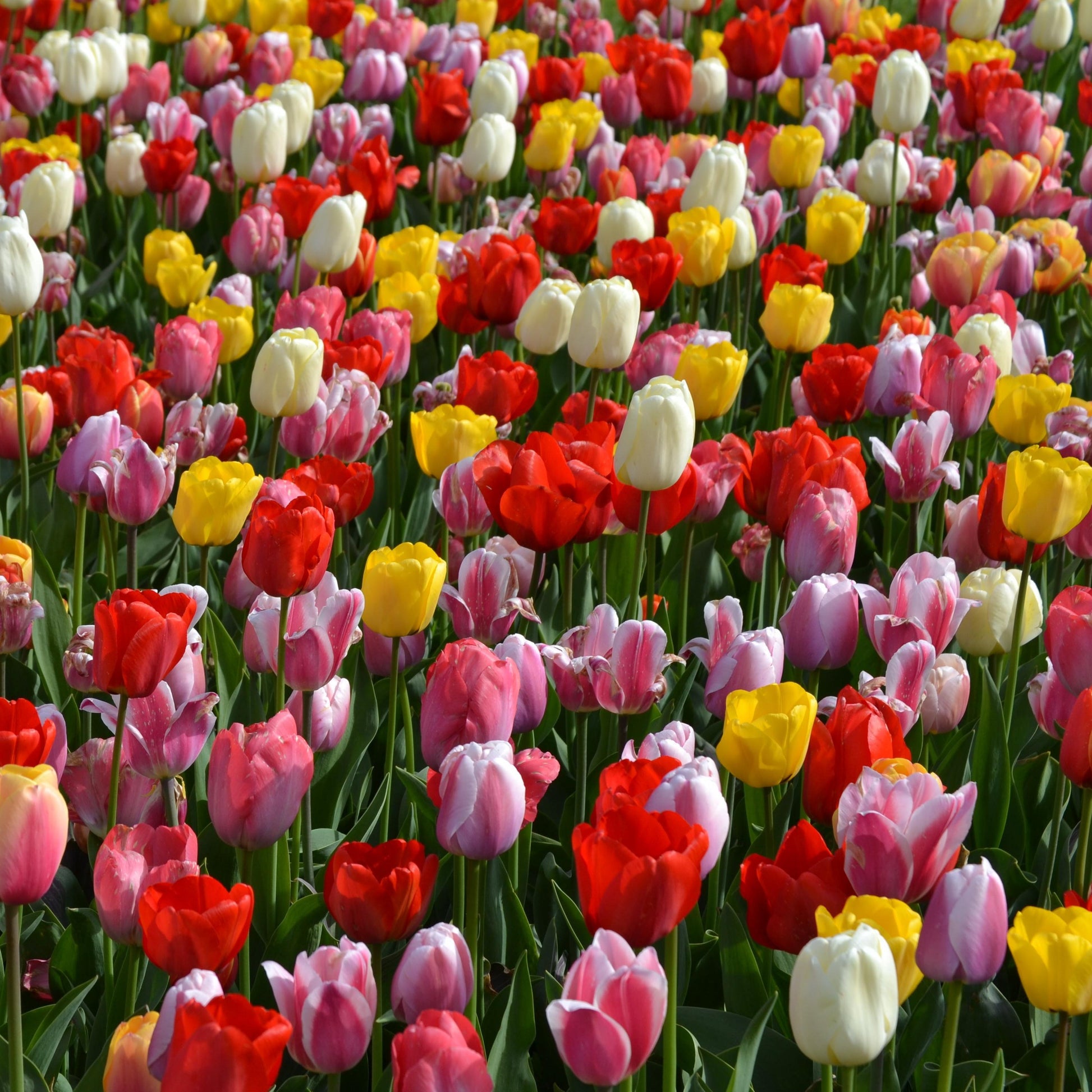 De Darwin Hybride-Tulpen staan bekend om haar lange, sterke stelen, waardoor ze ideaal zijn om af te snijden en in een vaas te zetten. Deze soort bloeit in het midden van het seizoen (april/mei). Extra bijzonder aan deze Tulp is dat sommige meerdere jaren kunnen terugkomen.