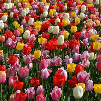 De Darwin Hybride-Tulpen staan bekend om haar lange, sterke stelen, waardoor ze ideaal zijn om af te snijden en in een vaas te zetten. Deze soort bloeit in het midden van het seizoen (april/mei). Extra bijzonder aan deze Tulp is dat sommige meerdere jaren kunnen terugkomen.
