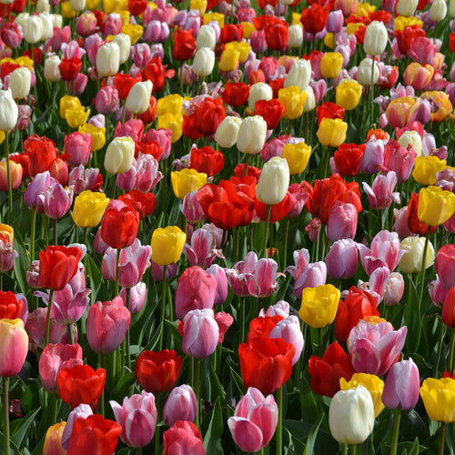 De Darwin Hybride-Tulpen staan bekend om haar lange, sterke stelen, waardoor ze ideaal zijn om af te snijden en in een vaas te zetten. Deze soort bloeit in het midden van het seizoen (april/mei). Extra bijzonder aan deze Tulp is dat sommige meerdere jaren kunnen terugkomen.