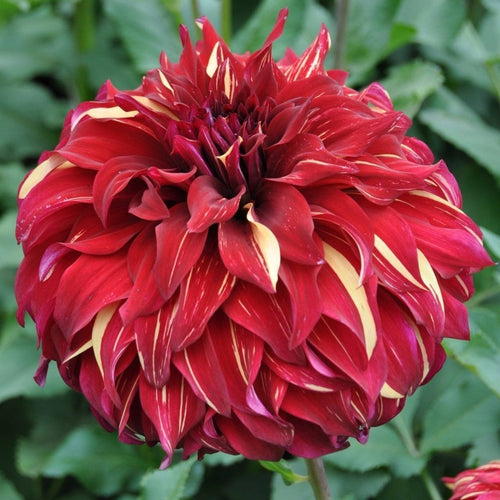 Dahlia Bohemian Spartacus.   Tussen de purperrode bloemen ontstaan elegante, goudgele blaadjes