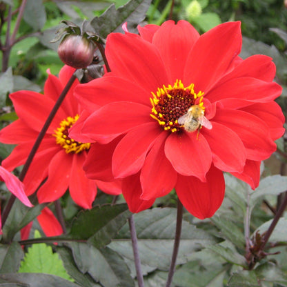 De bloemen zijn felrood met een geel kraagje in het  centrum.   De dahlia’s van de Bishop-serie zijn vrij uniek vanwege hun donkere blad, donkere stelen en half open pioenachtige bloemen 