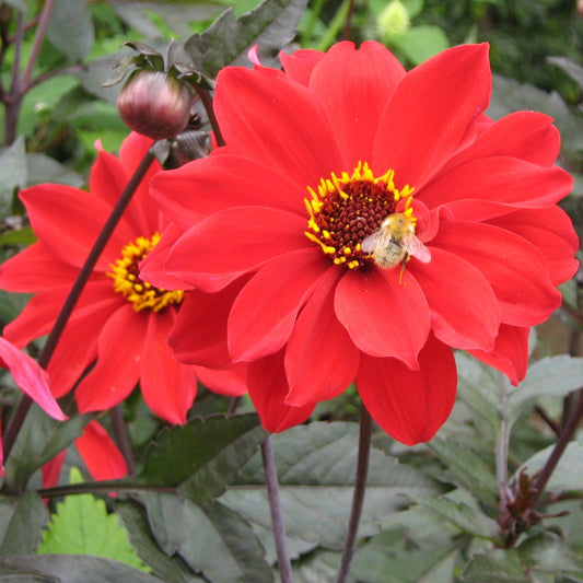 De bloemen zijn felrood met een geel kraagje in het  centrum.   De dahlia’s van de Bishop-serie zijn vrij uniek vanwege hun donkere blad, donkere stelen en half open pioenachtige bloemen 