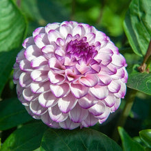 Afbeelding in Gallery-weergave laden, De Dahlia is een van oorsprong  Mexicaans knolgewas dat rond 1800 meegenomen werd van Amerika naar Europa. Hier werd de blaadjesbol vernoemd naar de Zweedse botanicus Andreas Dahl.
