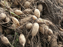 Charger l'image dans la galerie, Wanneer dahliaknollen kopen?   Plant dit voorjaar Dahliaknollen voor een mooie kleurrijke tuin of terras in de zomer!  
