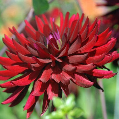 Chat Noir is een heerlijke donkere Cactus-Dahlia.  Plant bij  voorkeur op een zonnige plaats. 