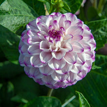 Load image into Gallery viewer, Dahlia Genova.  Schattige Ball Dahlia in een mooie zachte kleurencombinatie
