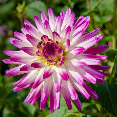 De cactusdahlia Hayley Jane heeft crème witte langwerpige bloemblaadjes met roze/paarsachtige toppen.