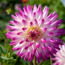 Afbeelding in Gallery-weergave laden, Hayley Jane.  Prachtig bloeiende Cactus-Dahlia die de hele zomer door kleur aan de tuin geeft.
