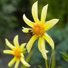 Load image into Gallery viewer, (Orchidee type Dahlia)  Gele Honka Dahlia  Ze hebben erg open bloemen die bijen en vlinders aantrekken
