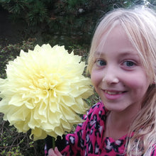Load image into Gallery viewer, De decoratieve dahlia Kelvin Floodlight is een van de allergrootste gele dinnerplate dahlia's. 
