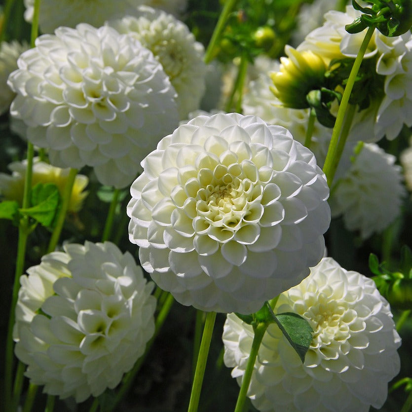 Dahlia Petra’s Wedding, mooie wit Pompon Dahlia.      