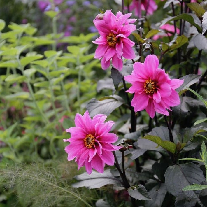 Dahlia Fascination is een halfgevulde pioenbloemige Dahlia bloeiend met een paarsroze kleur en een geel hart.