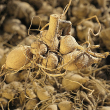 Load image into Gallery viewer, Dahlia's bloeien de hele zomer !  
