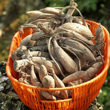 Charger l'image dans la galerie, De Dahlia is een van oorsprong  Mexicaans knolgewas dat rond 1800 meegenomen werd van Amerika naar Europa. Hier werd de blaadjesbol vernoemd naar de Zweedse botanicus Andreas Dahl.
