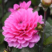 Charger l'image dans la galerie, Dahlia Melody Fanfare.  Bestel uw Dahlia's nu eenvoudig online             
