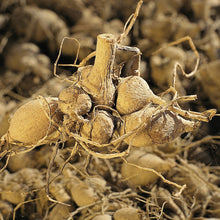 Charger l'image dans la galerie, .  Heb je geen tuin, maar wel een balkon of terras? Dan kan ook jij genieten van weelderige bloemen. Dahlia’s doen het namelijk perfect in potten en plantenbakken.
