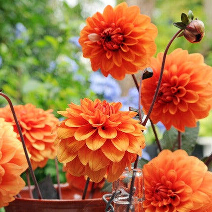 Dahlia David Howard.   Bestel nu uw Dahlia's eenvoudig en makkelijk online