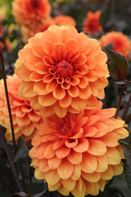 Dahlia David Howard.  Dieporanje kleur met donker blad, een beauty!  Bestel ze nu makkelijk online op www.bulbes.net
