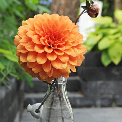 Dahlia David Howard.   prachtig in de tuin of in een boeket