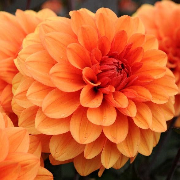 Dahlia David howard.  Deze decoratiever Dahlia heeft donkeroranje bloemen (circa 10-12 cm), en is zeer mooi, mede in combinatie met het donkere blad