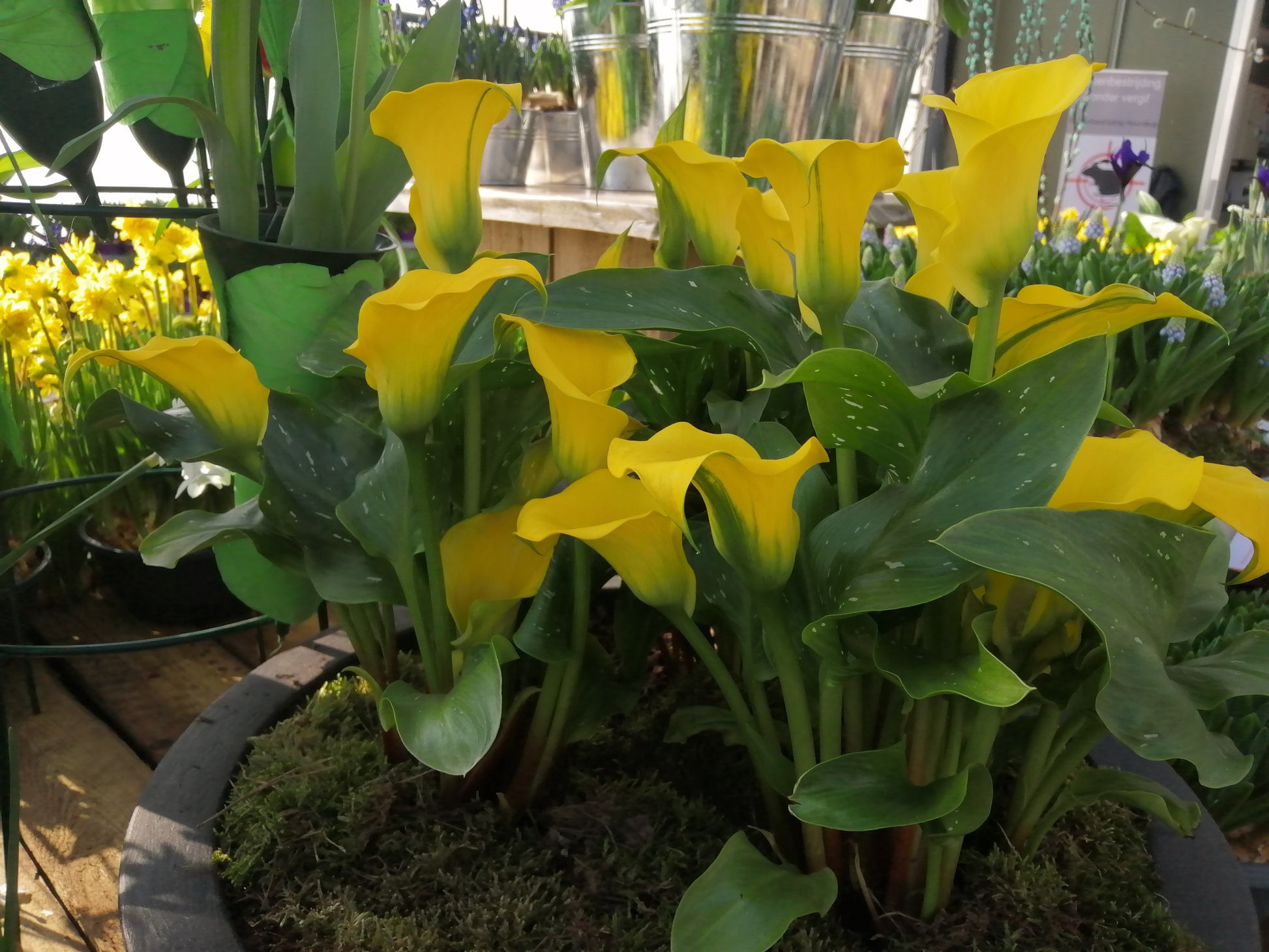 Calla geel.  Wanneer je zomerbloembollen kopen?   Bestel ze nu eenvoudig online en plant ze dit voorjaar voor een mooie kleurrijke tuin of terras in de zomer! 