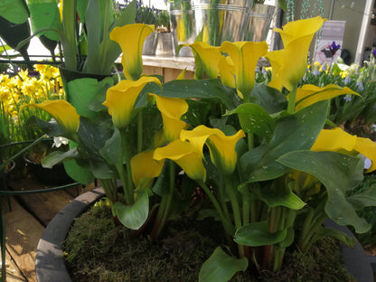 Calla geel.  Wanneer je zomerbloembollen kopen?   Bestel ze nu eenvoudig online en plant ze dit voorjaar voor een mooie kleurrijke tuin of terras in de zomer! 