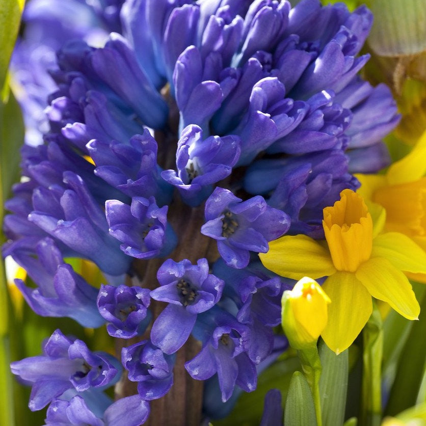 Hyacint Delfts Blauw. Zeer mooie Delfst blauwe soort.