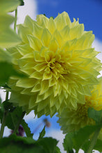 Load image into Gallery viewer, Dahlia Kelvin Floodlight.  Wanneer dahliaknollen kopen?   Bestel ze nu eenvoudig  online en plant dit voorjaar Dahliaknollen voor een mooie kleurrijke tuin of terras in de zomer!  
