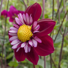 Charger l&#39;image dans la galerie, Dahlia Eefje  is een halskraagdahlia (collerette). De bloemen hebben frambozenrode bloembladen omgeven door een witte kraag met roze accenten en een geel oog in het midden
