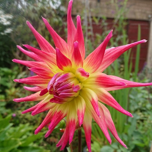 Dahlia Electric Flash (Semi-cactus)  Geel met paarsrode toppen, vrij nieuwe soort.