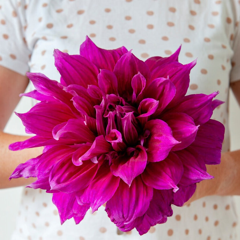 Dahlia Emory Paul   (Decoratieve  Dahlia's).  Deze soort heeft giga grote paarse bloemen, een juweeltje! 