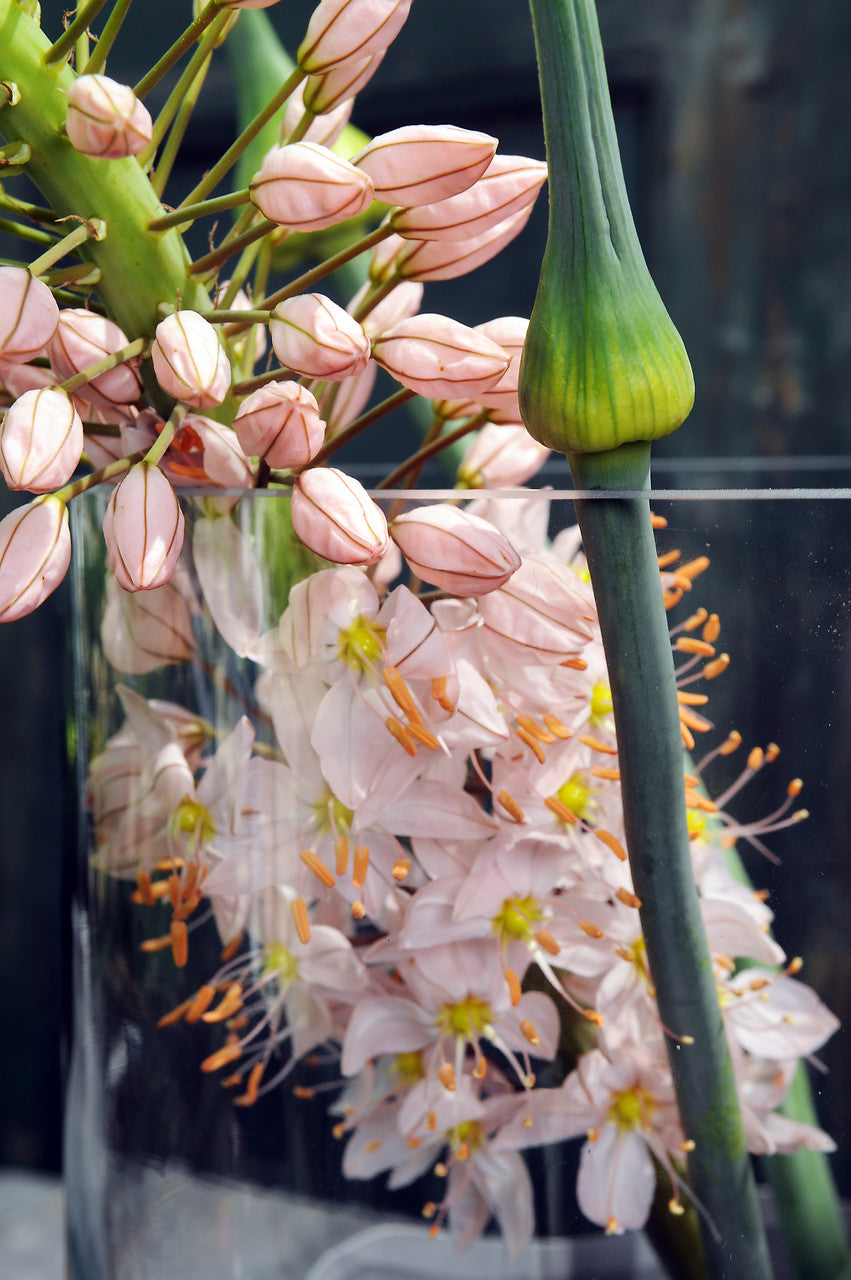 Eremurus Robustus          Zeer opvallende en uitzonderlijke verschijning ook wel  naald van Cleopatra of steppenlelie genoemd.
