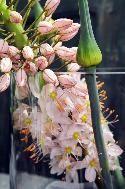 Eremurus Robustus          Zeer opvallende en uitzonderlijke verschijning ook wel  naald van Cleopatra of steppenlelie genoemd.