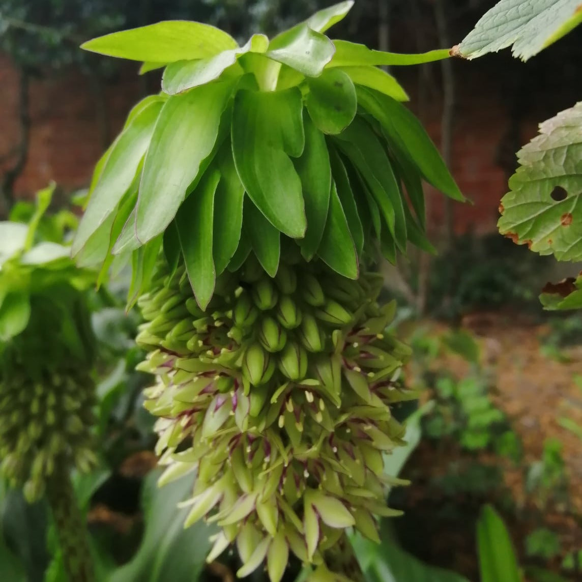 Wanneer je zomerbloembollen kopen?   Bestel ze nu eenvoudig online en plant ze dit voorjaar voor een mooie kleurrijke tuin of terras in de zomer!  