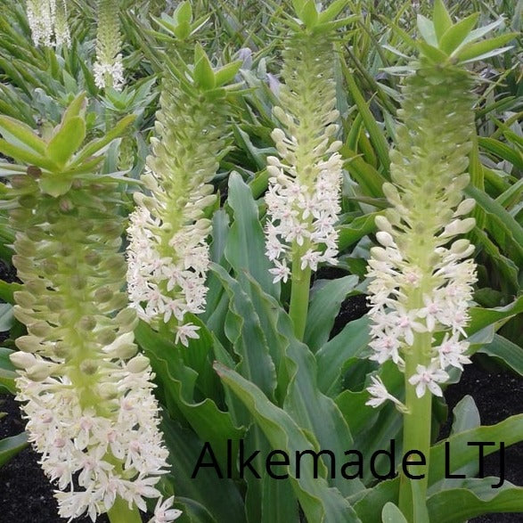 Wederom een leuke verassende Eucomis variëteit die niet zo bekend is.  Circa 60 cm hoog met witte bloemen.