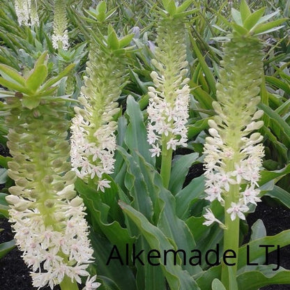 Wederom een leuke verassende Eucomis variëteit die niet zo bekend is.  Circa 60 cm hoog met witte bloemen.
