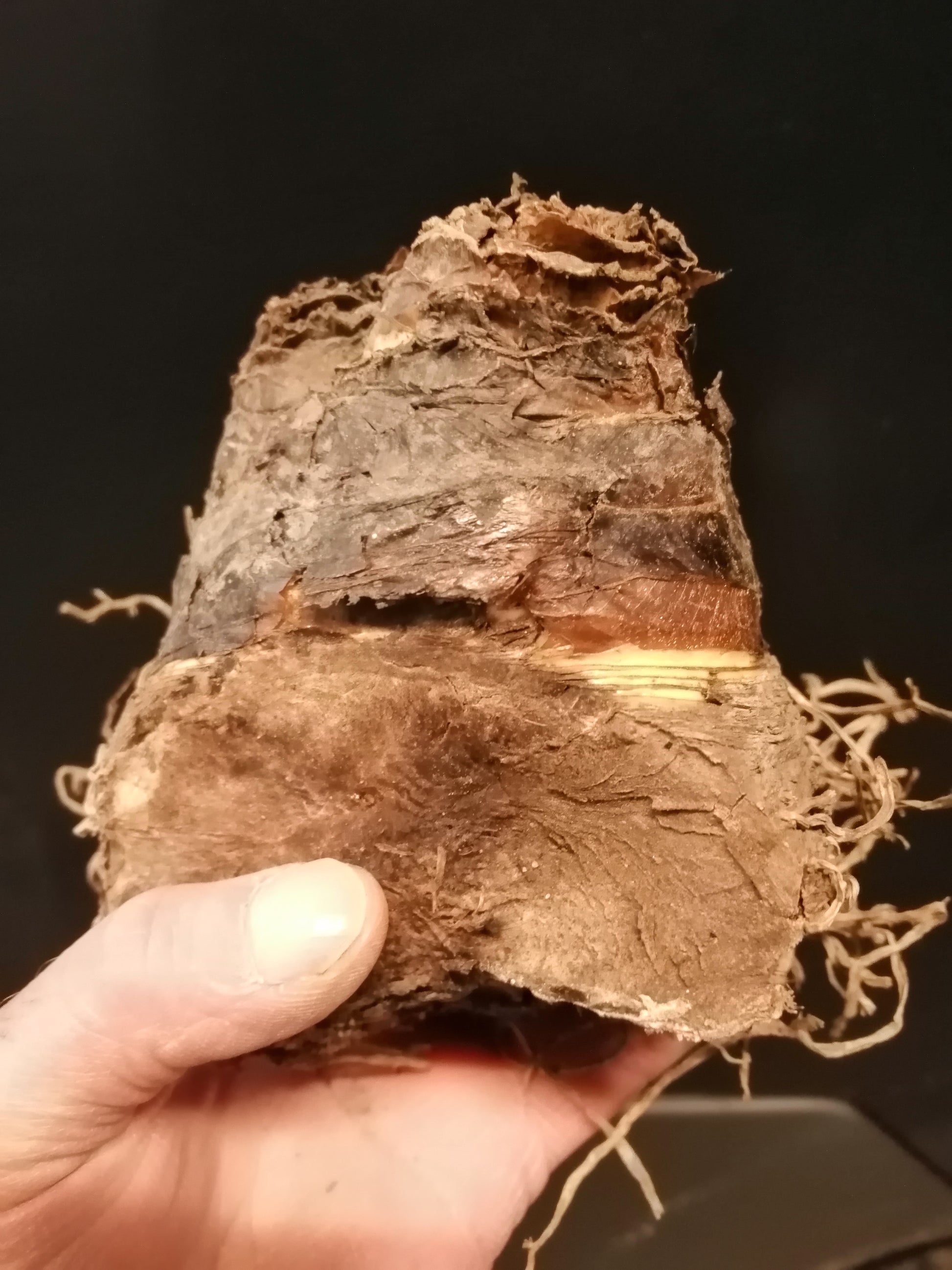 Eucomis, extra dikke maat.  Bestel ze nu eenvoudig online en plant ze dit voorjaar 