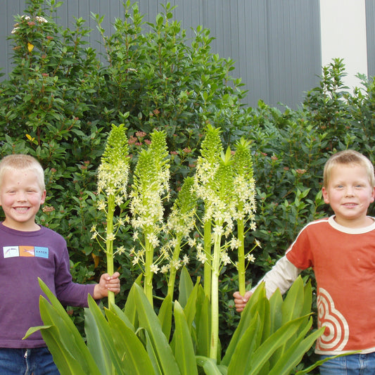 Wanneer je zomerbloembollen kopen?   Bestel ze nu eenvoudig online en plant ze dit voorjaar voor een mooie kleurrijke tuin of terras in de zomer! 
