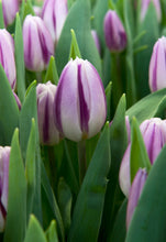 Lade das Bild in den Galerie-Viewer, Tulp Triumph Flaming Flag. Stevige witte tulp met paarse vlammen. Ook een mooie snijbloem dankzij de stevige stengel

