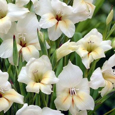 Bestel ze nu eenvoudig online en plant ze dit voorjaar voor een mooie kleurrijke tuin of terras in de zomer! 