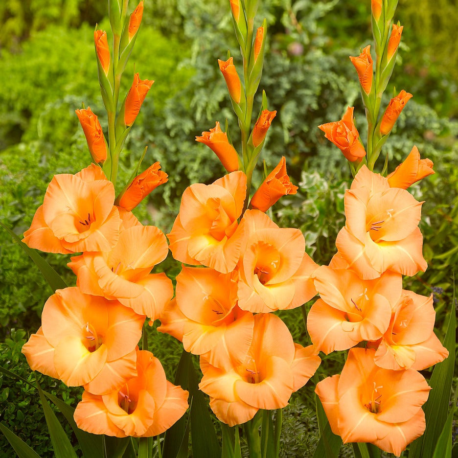 Gladiool Peter Pears – Alkemade bloembollen