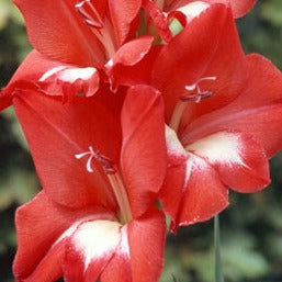 Wanneer je zomerbloembollen kopen?   Bestel ze nu eenvoudig online en plant ze dit voorjaar voor een mooie kleurrijke tuin of terras in de zomer! 